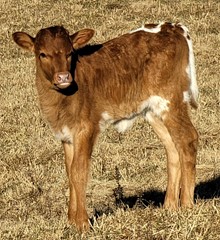 Gabby heifer