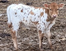 Five heifer