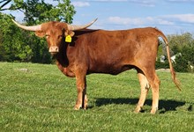 D~R ABIGAIL
