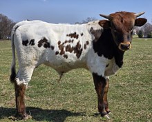 Loganberry Bull
