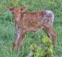 Tossed x Charming heifer