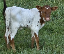 N8ive Legendz x HL Pearl Jam Heifer