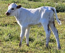 N8ive Legendz x Gabrielle heifer