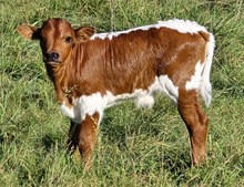N8ive Legendz x Sugar Coated bull