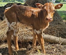 N8ive Legendz x Lady heifer