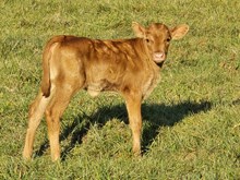 Dixie heifer