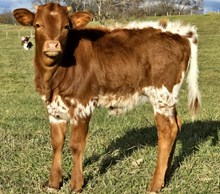 D~R LEGENDZ PRINCESS 