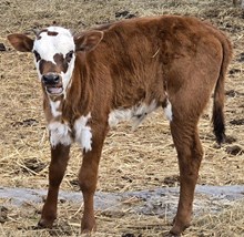 D~R Legendz Ivy Bull