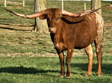 GRAFFITI’S APOLLONIA BCC