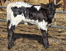 N8ive Berry Heifer