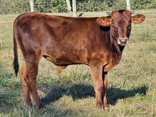 Fine Wine Bull