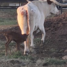 HL Rio's Altha x DCR Roman's Jest (H)