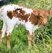 N8ive Legendz x Abigail heifer