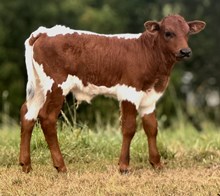 N8ive Legendz x Sugar Coated bull